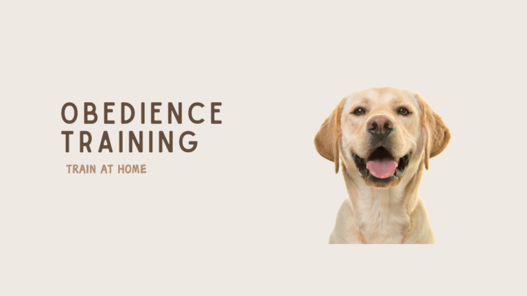 HOW TO OBEDIENCE TRAIN A DOG